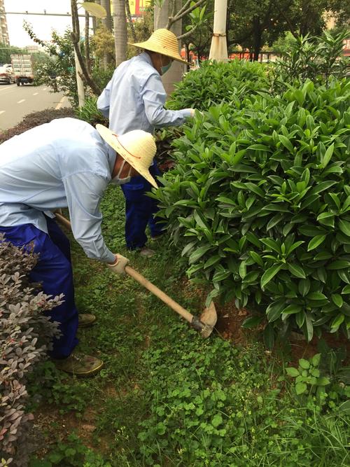 深圳市翔虹虫害防治服务松岗A包 加强灭鼠，守护健康家园