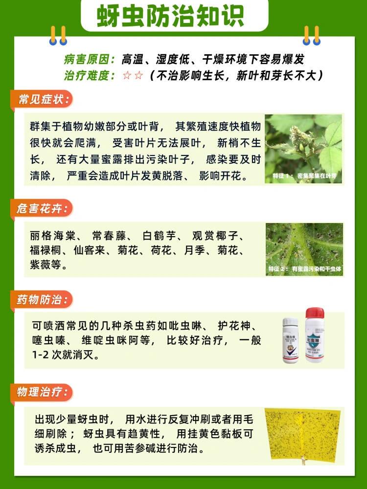 花卉绿植常见虫害——蚜虫防治方法指南